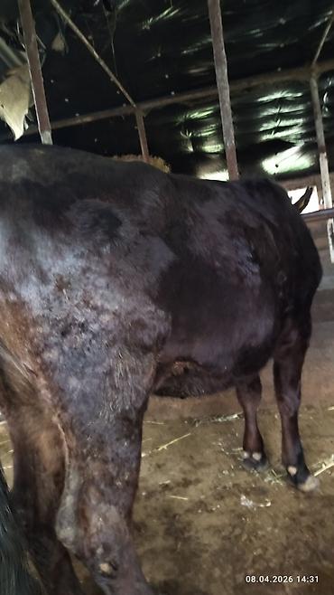 Коровы, быки: Продаю | Бык (самец) | На откорм — 8