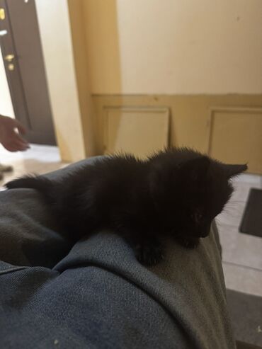 отдам породистого котенка: Отдадим в хорошие руки маленького котенка.Ему около 3-4 недель.К лотку