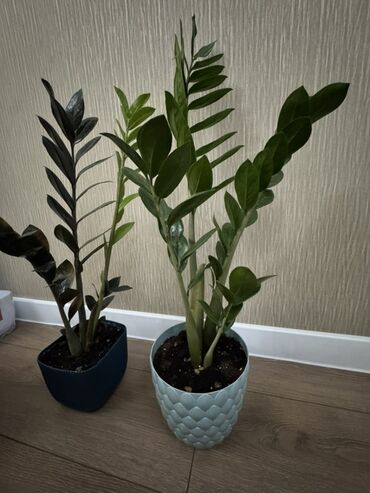 растения для офиса: Замиокулькас (Zamioculcas zamiifolia) в декоративных кашпо. Возраст