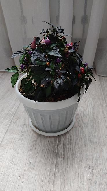 Молочаи: 1)Кактус Эхинопсис ( цветет часто, вместе с коричневым горшочком — 10