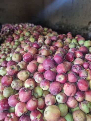 искусственные цветы оптом бишкек: Яблоки Оптом