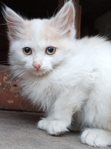 вислаухие котята: Породасыз, 2 айлык, Ургаачы, Ак, Лотокко барууга үйрөтүлгөн