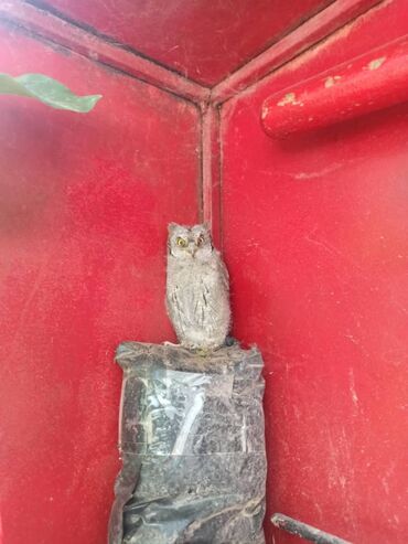 лошадь купить цена: Детёныш 🦉 сова