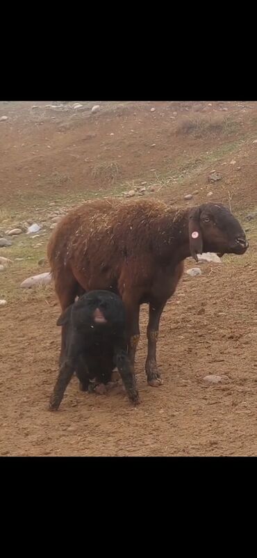 simmental ineklerin satisi: Самка, лет: 2