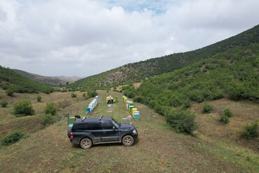 Bal: Elf bee's 1977 eco product for health and longevity tovuzun -da lalafo.az — 14 Bal: Elf bee's 1977 eco product for health and longevity tovuzun — 14