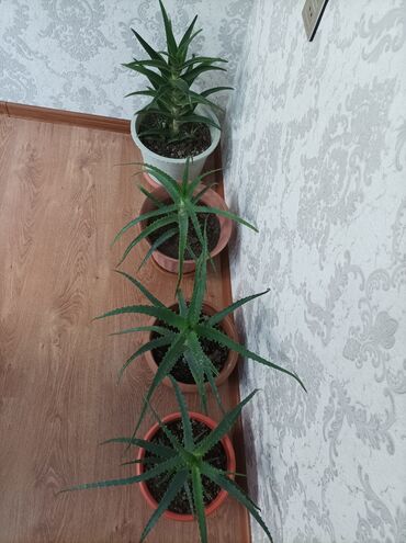 Алоэ: Aloe vera