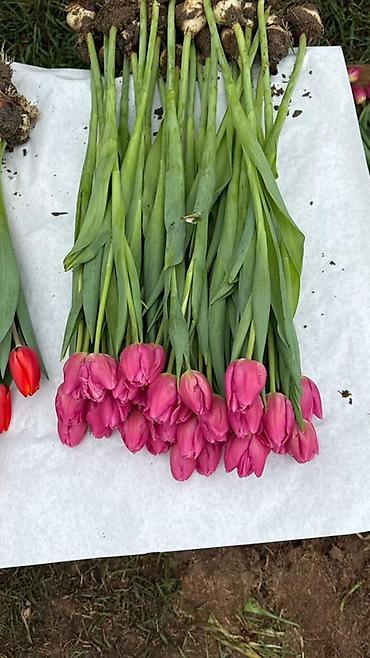 Букеты из живых цветов: Оптом и розницыбукеты тюльпанов - Состав: свежесрезанные тюльпаны — 18