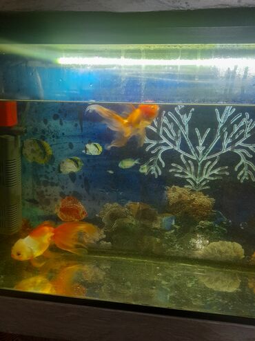 Рыбы: Продаи аквариум на 75литров с золотыми рыбками в комплекте компрессор