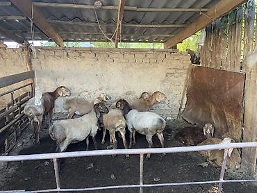 Продаю | Овца (самка) | Для разведения | Матка at lalafo.kg Продаю | Овца (самка) | Для разведения | Матка