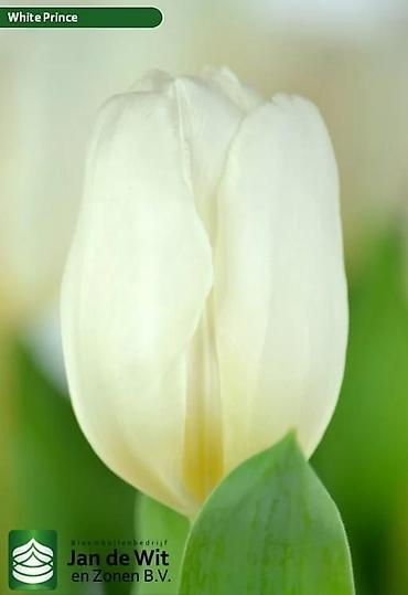 Цветы и букеты: Тюльпаны тепличного выращивания от производителя интересные цены - — 9