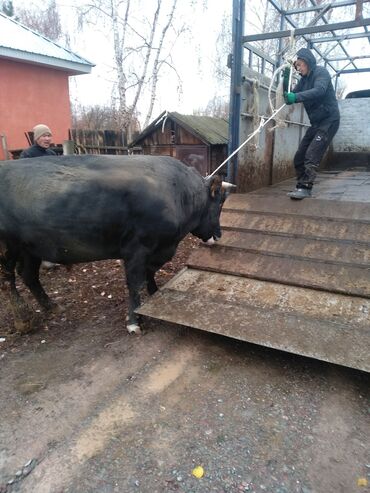 жумуш керек стройка: Талап кылынат Малчы, Төлөм Жума сайын