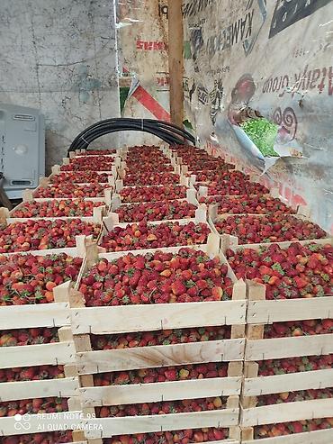 Другие специальности: Ищу рабочих на поле можно семейный.Работа на поле разно рабочий оплата — 4