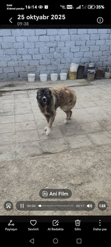 İtlər: Qafqaz çoban iti — 3