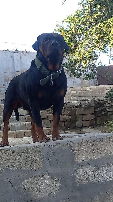 İtlər: Rotveyler, 2 ay, Erkək, Peyvəndli, Ünvandan götürmə -da lalafo.az — 16 İtlər: Rotveyler, 2 ay, Erkək, Peyvəndli, Ünvandan götürmə — 16