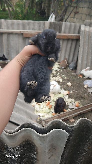 oranda balığı: Satılır real alıcı ilə razılaşmaq olar hamsi satılır ! — 8