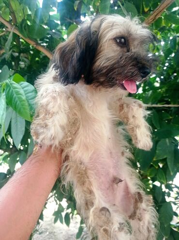 İtlər: Bolonka, 8 ay, Erkek, Sənədli, Ünvandan götürmə — 8