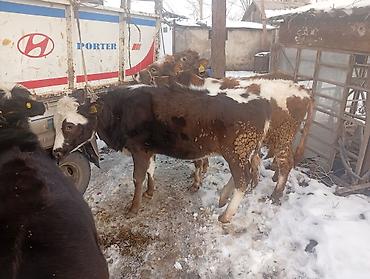 Коровы, быки: Продаю | Тёлка | Не стельные — 3