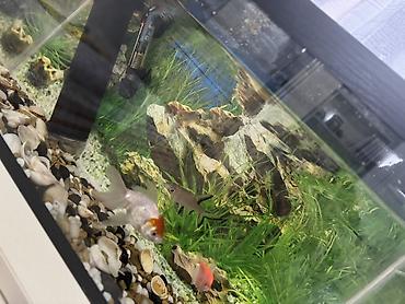 Akvariumlar: Dördbucaq akvarium, Balıqlarla birlikdə, 35 l, Ünvandan götürmə — 1