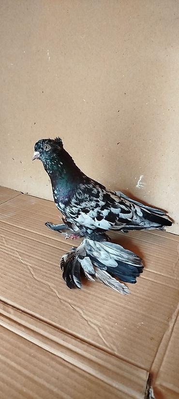 попугай ара цена: Hazır cüt iri lələylilər satılır əbrəş Erkəydi qara mayadı hər ikisidə — 6