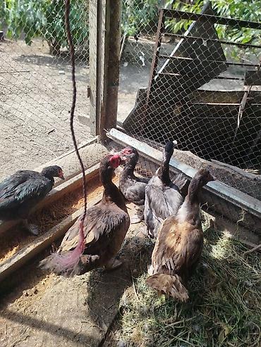 qaz ve ordek satisi: Qiymən 25 başliyir hamisi cins heyvanlardi, 2 ədəd dişi macar, 1 — 8