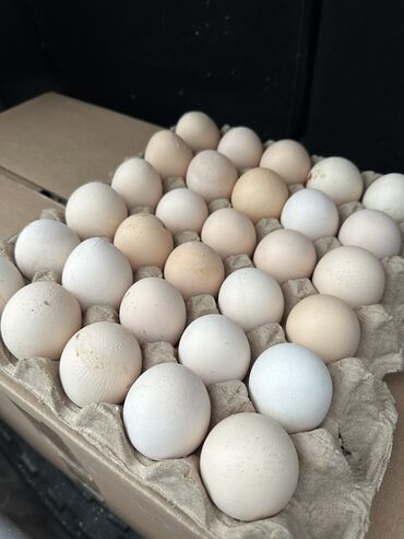 продам яйцо: Продаём Яйца по оптовым ценам Беловодские!!!! Доставка по городу