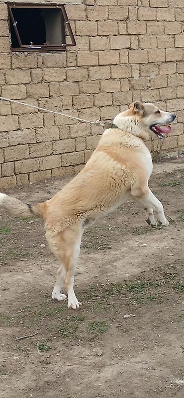 İtlər: Qurdbasar, 3 il, Erkek — 2