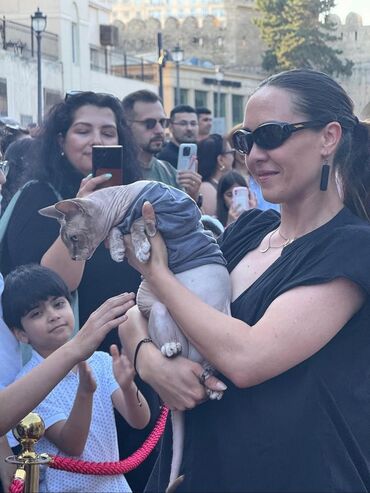 Pişiklər: Sfinks, Erkək, Dişi — 4