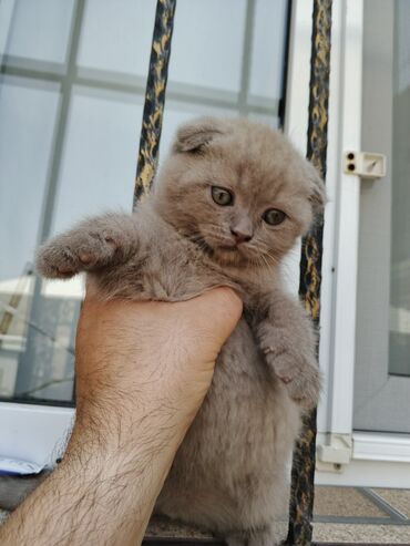 pişik cütleşdirme: Şotland, Erkək, Dişi