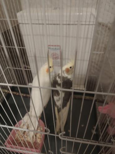 ev quslarinin satisi: Korella tutuquşları satılır. Cütü 70₼ — 2