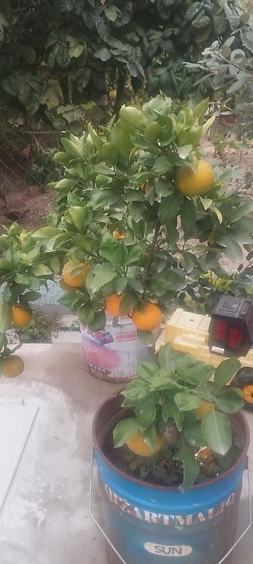 aci bibər: Saksıda ətirli limon ağacı (Citrus limon) – bol çiçəklidir. Məhsul — 9
