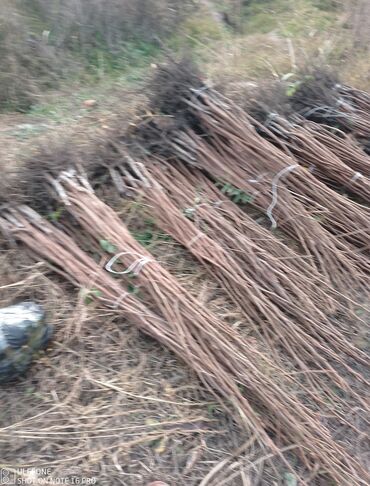 Şitillər: Tinglərimiz satışdadır sağlam tinglər bizdədir sifariş sizden pulsuz — 4