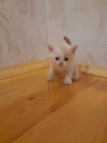 Ağ tüklü balaca pişik bala - Cinsəxüsusiyyətləri: uzun, yumşaq tüklü;