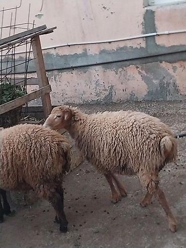 Qoyunlar, qoçlar: Damazlığ ana bala qoyunlar satılır. Balaların biri dişi, ikisi — 9