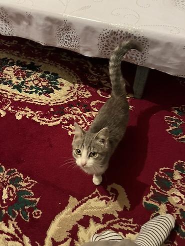 кролик бишкек: Г.Талас!!! Отдаю кошечку наша любимая кошка, отдаю в хорошие руки — 3