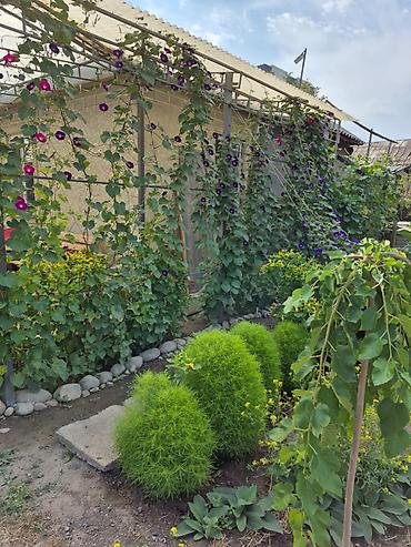 Долгосрочная аренда домов: 30 м², 1 комната, Парковка — 2