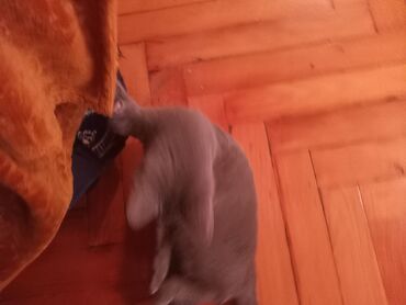 Pişiklər: Şotland, Erkək, Yaxşı əllərə — 4