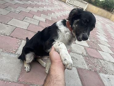 6 ay, Erkək, Peyvəndli — 3