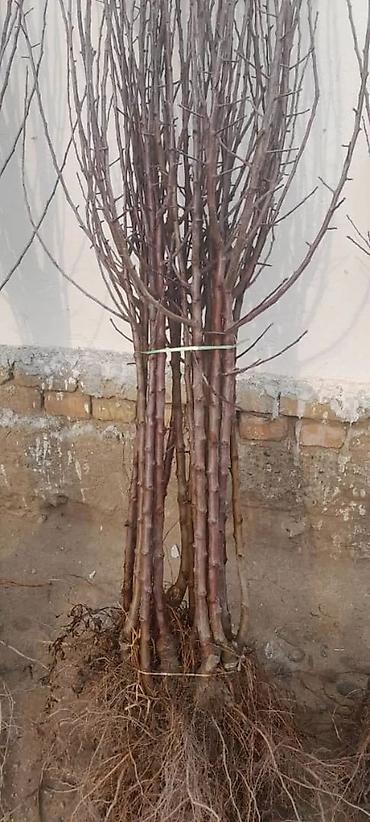 Другие фруктовые и ягодные растения: Кочот сатылат Кызыл кыянын питомнигинде остурулгон 🍑 персиктин 6сорту at lalafo.kg — 9 Другие фруктовые и ягодные растения: Кочот сатылат Кызыл кыянын питомнигинде остурулгон 🍑 персиктин 6сорту — 9