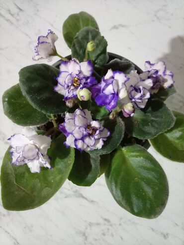 Otaq bitkiləri: Afrika bənövşəsi (Saintpaulia) kolleksiyası - Rəng çeşidi: açıq — 12