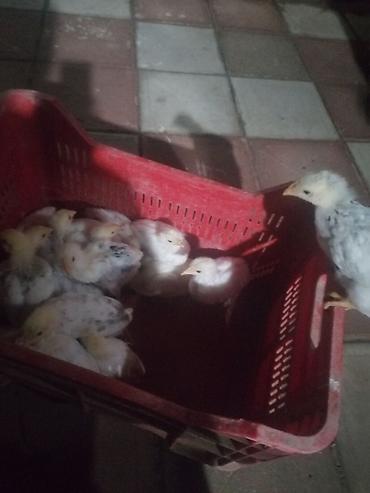 Kənd təsərrüfatı quşları: Salam aleykum Serebrist cücələridi qiymət 3 manat 1 aylığdı və real — 2
