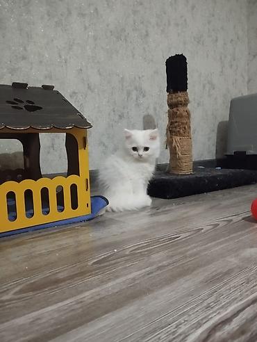 şotland pişik: Şotland — 4