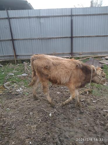 Коровы, быки: Продаю | Бык (самец) — 7