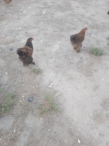 heyvanlar quşlar: Salam. Bramo toyoqlarıdı. Sağlam və baxımlı heyvanlardır. 1 yaşları — 5