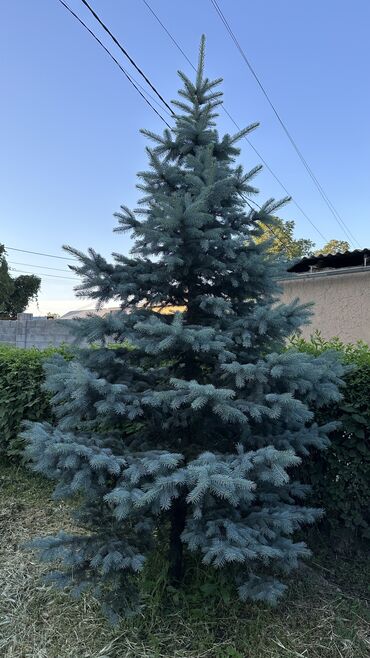 Ёлки: Ели 
Голубые ели — 6