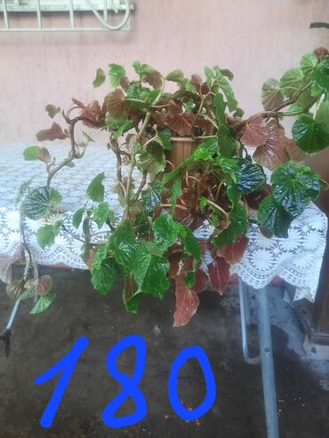 Алоэ: Алоэ at lalafo.kg — 9 Алоэ: Алоэ — 9