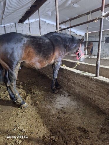 Лошади, кони: Продаю | Жеребец | Рабочий | Осеменитель — 5