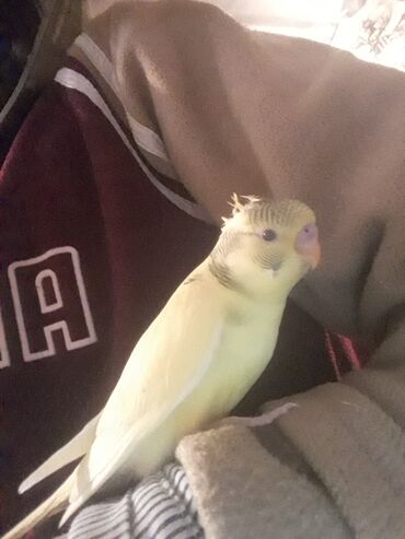 большая клетка для кролика: Ev papuqayi 15 manat