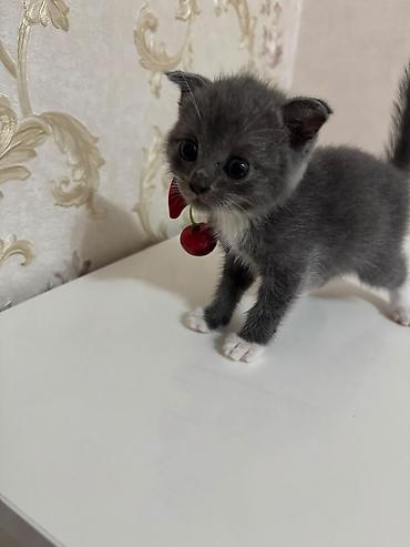 Məhsul: Balaca pişik balaları (bir neçə rəngdə) Təsvir: - Şəkillərdə lalafo.az -da Məhsul: Balaca pişik balaları (bir neçə rəngdə) Təsvir: - Şəkillərdə