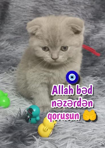 Pişiklər: Şotland — 2
