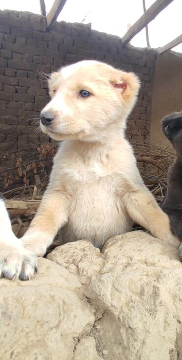 японские породы собак: Продается щенки Кобель и сучка элитных кровей порода: кавказский